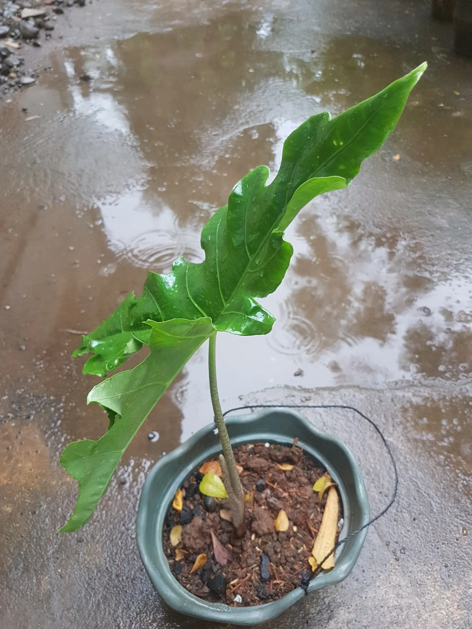 Elephant's Ear (Alocasia 'Low Rider') — Frequent watering is crucial to maintain consistently moist soil