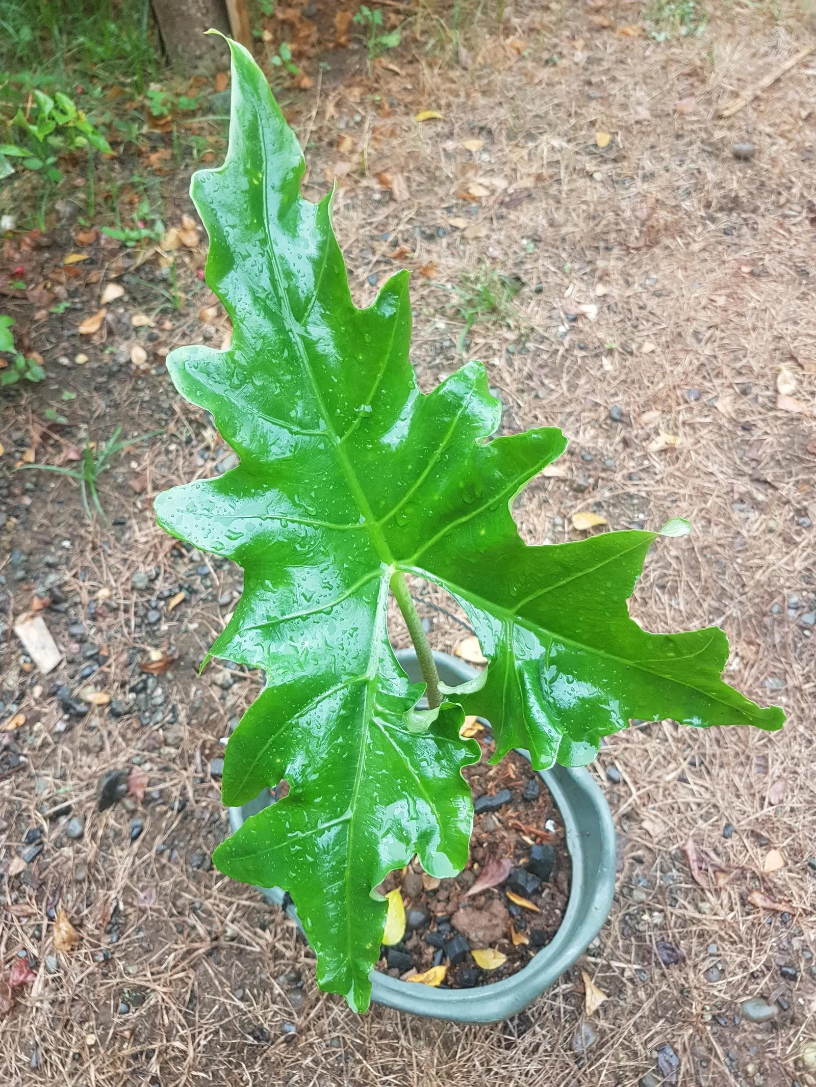 Elephant's Ear (Alocasia 'Low Rider') — The leaves form a dramatically scalloped silhouette; a cultivar derived from the larger genus of Alocasia
