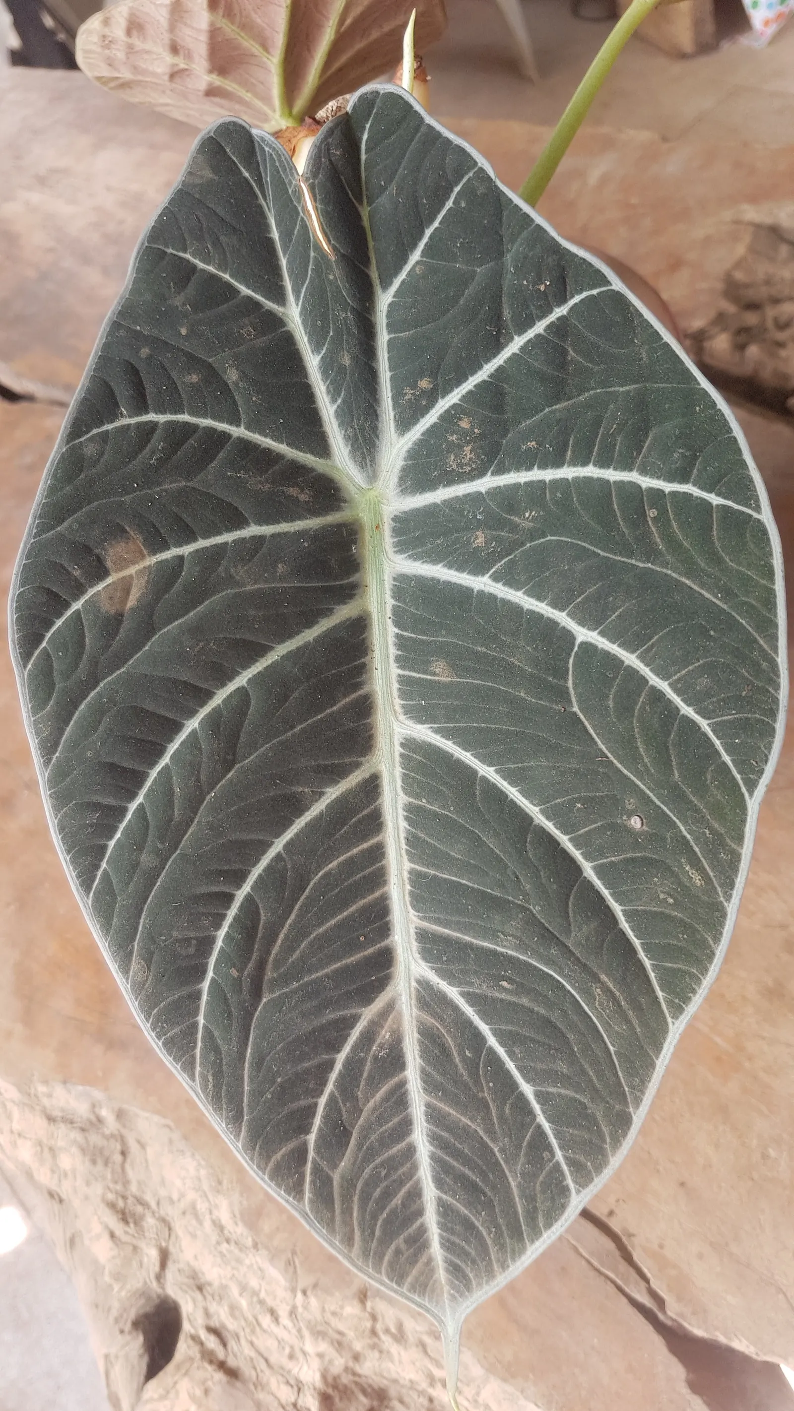 Elephant's Ear (Alocasia 'Low Rider') — evergreen plant typically reaches a modest height of 12 to 16 inches with a similar spread