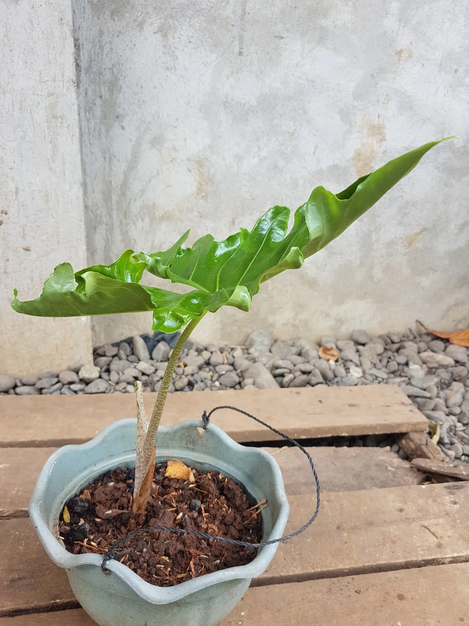Elephant's Ear (Alocasia 'Low Rider') — adding lushness beneath taller vegetation or as an accent in water-adjacent designs