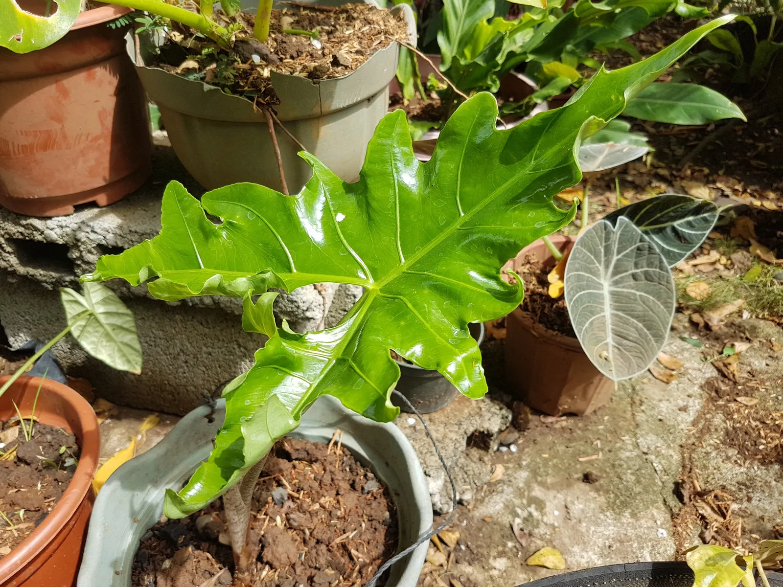 Elephant's Ear (Alocasia 'Low Rider') — It thrives in USDA Hardiness Zones 10 to 11 and prospers in well-draining