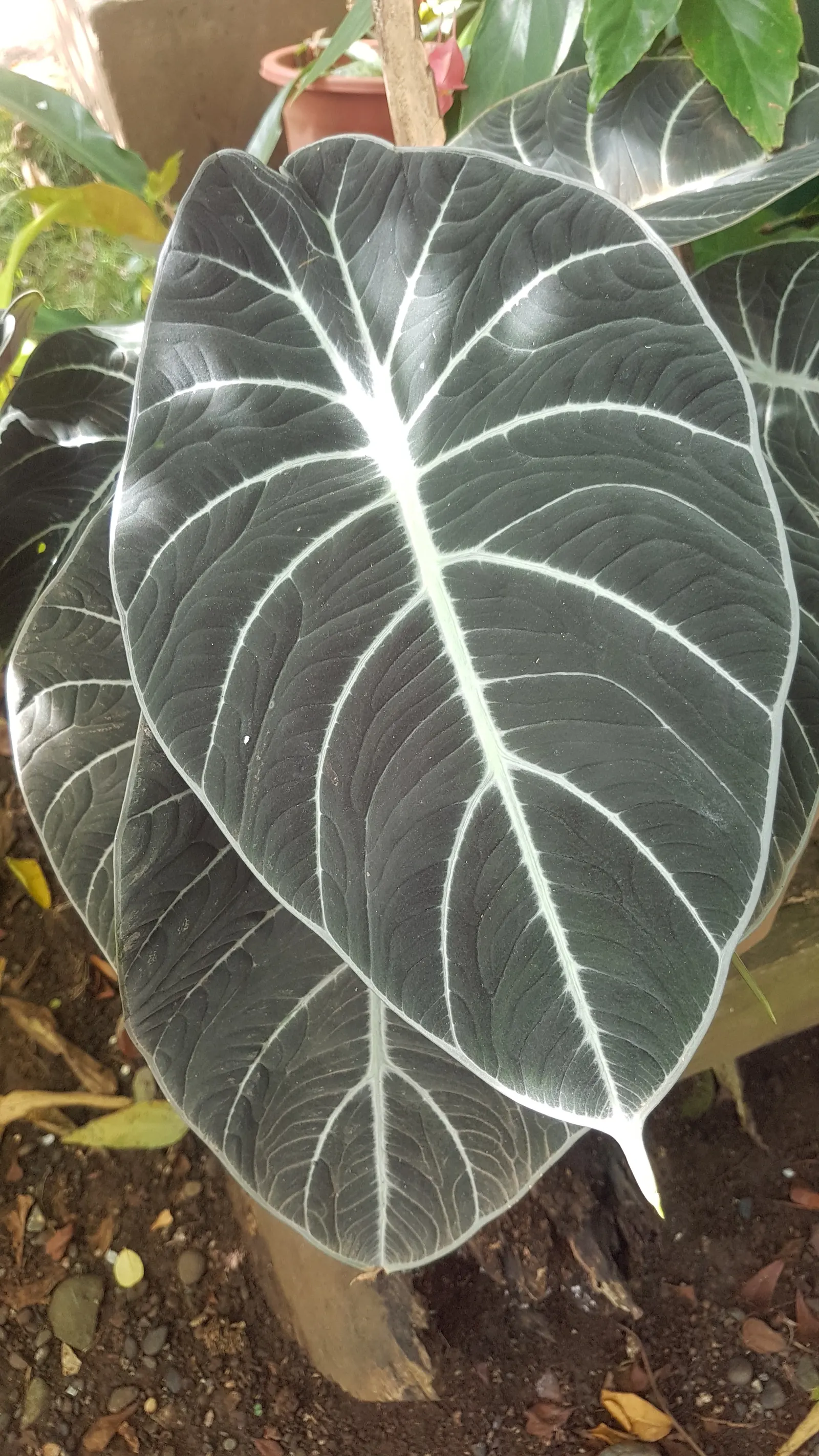 Elephant's Ear (Alocasia 'Low Rider') — Frequent watering is crucial to maintain consistently moist soil; its lustrous foliage makes it an exceptional