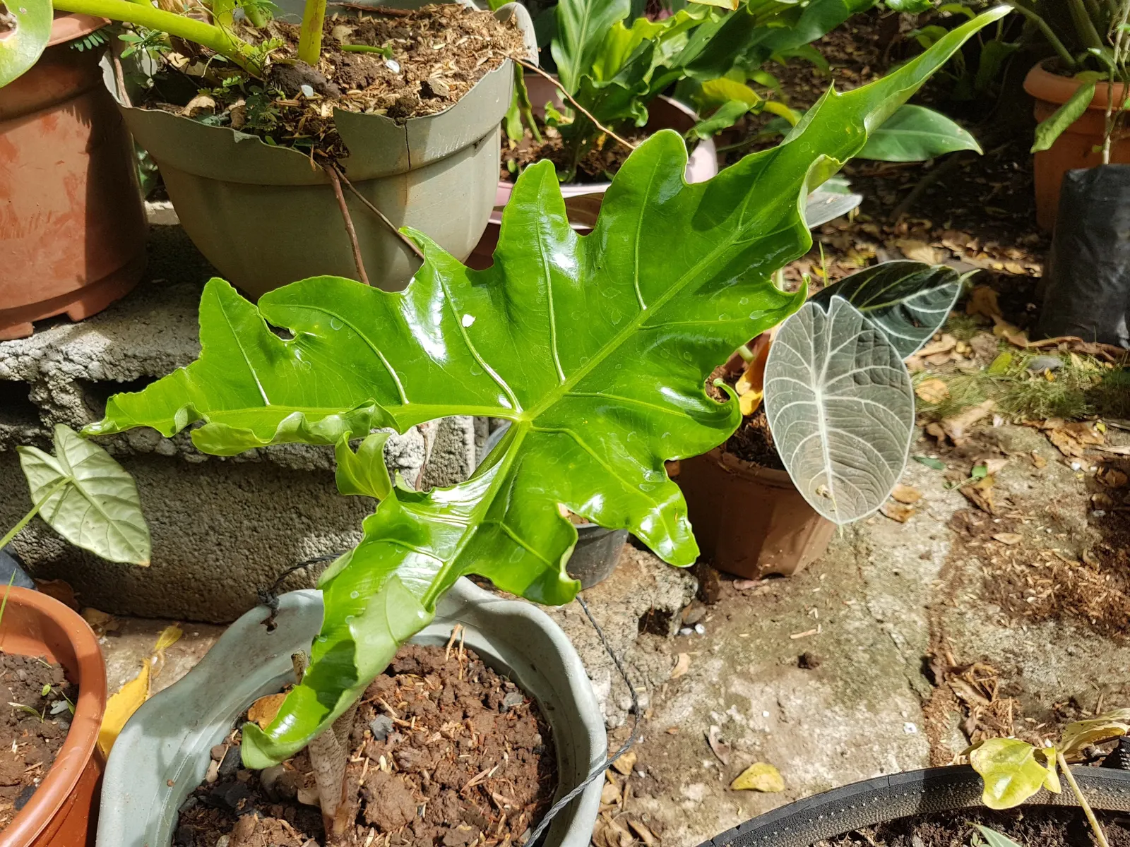 Elephant's Ear (Alocasia 'Low Rider') — Its foliage is a draw for this variety