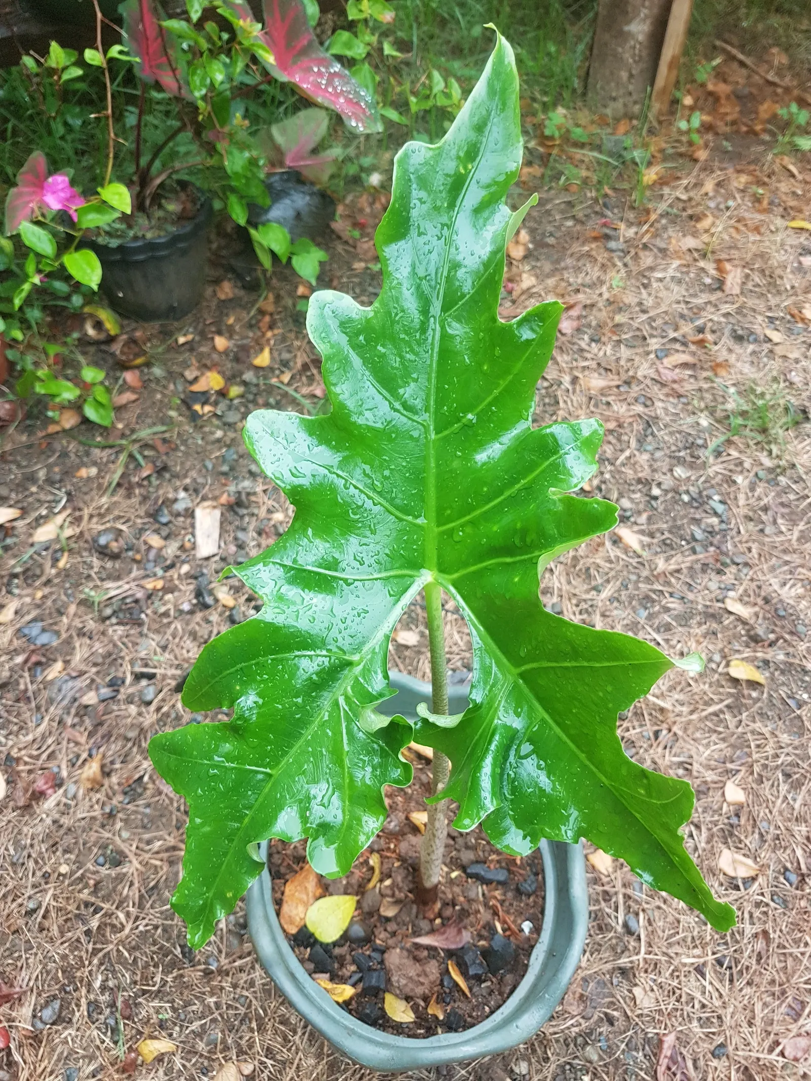 Elephant's Ear (Alocasia 'Low Rider') — perennial with white blooms; it thrives in USDA Hardiness Zones 10 to 11 and prospers in well-draining
