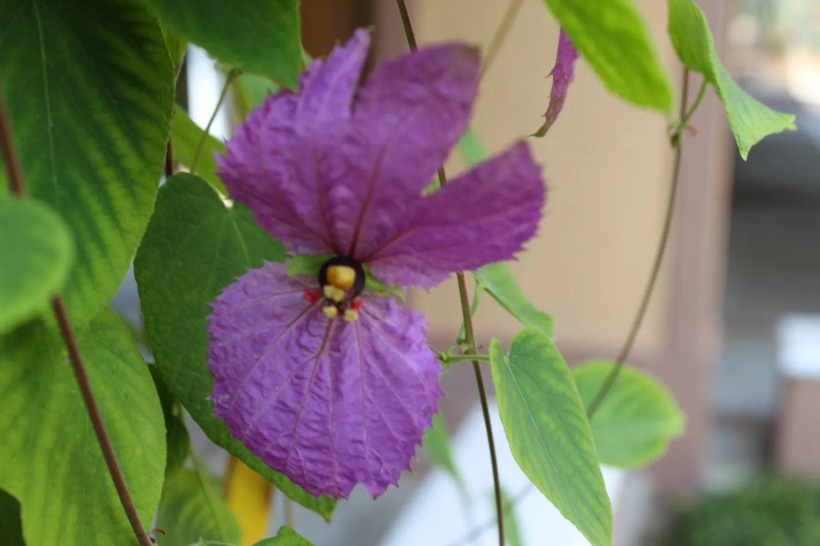 Costa Rican Butterfly Vine (Dalechampia Dioscoreifolia) — is a captivating evergreen climber with heart-shaped leaves