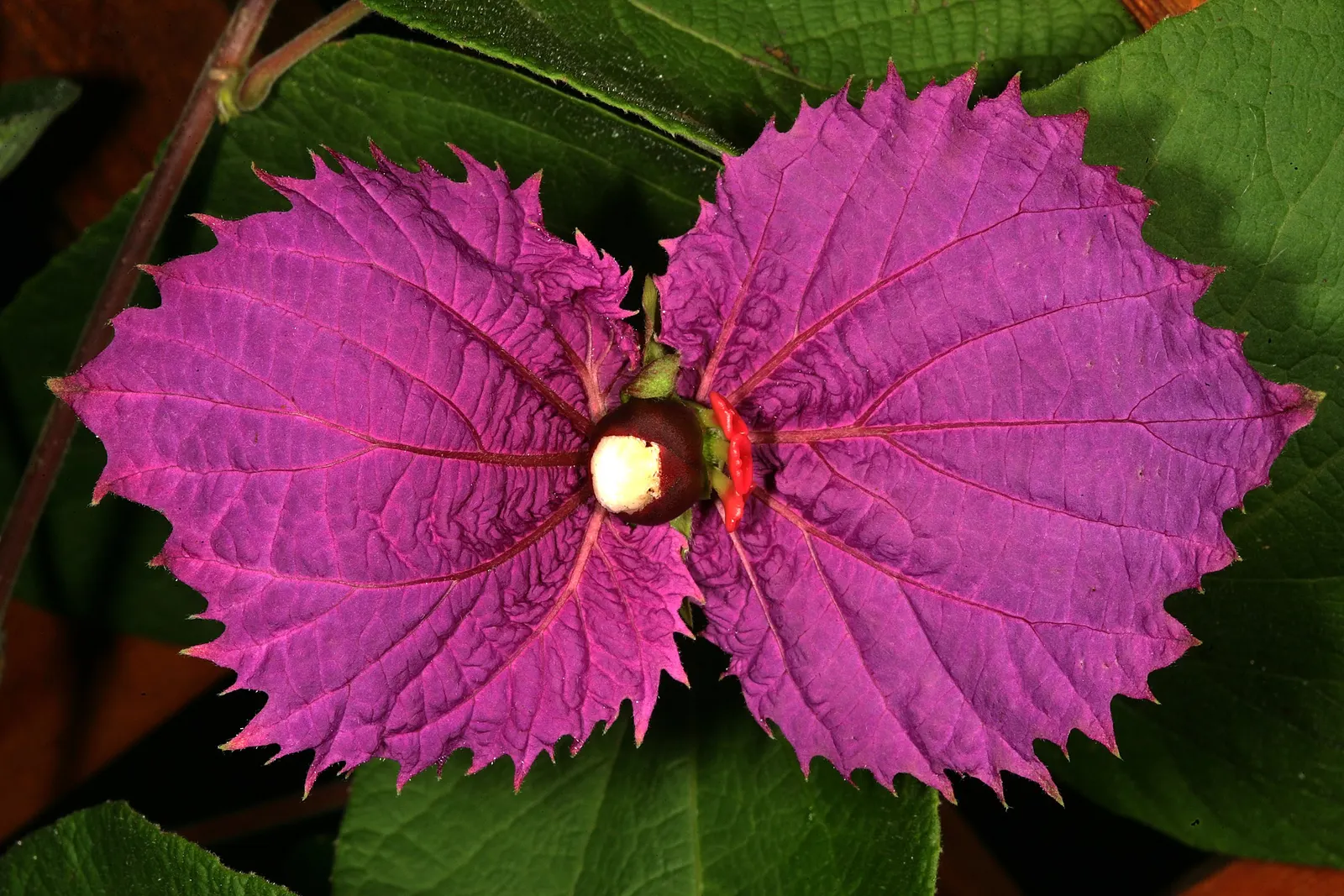 Costa Rican Butterfly Vine (Dalechampia Dioscoreifolia) — It thrives in USDA zones 10-11, reaching 10-15 ft in height and spread