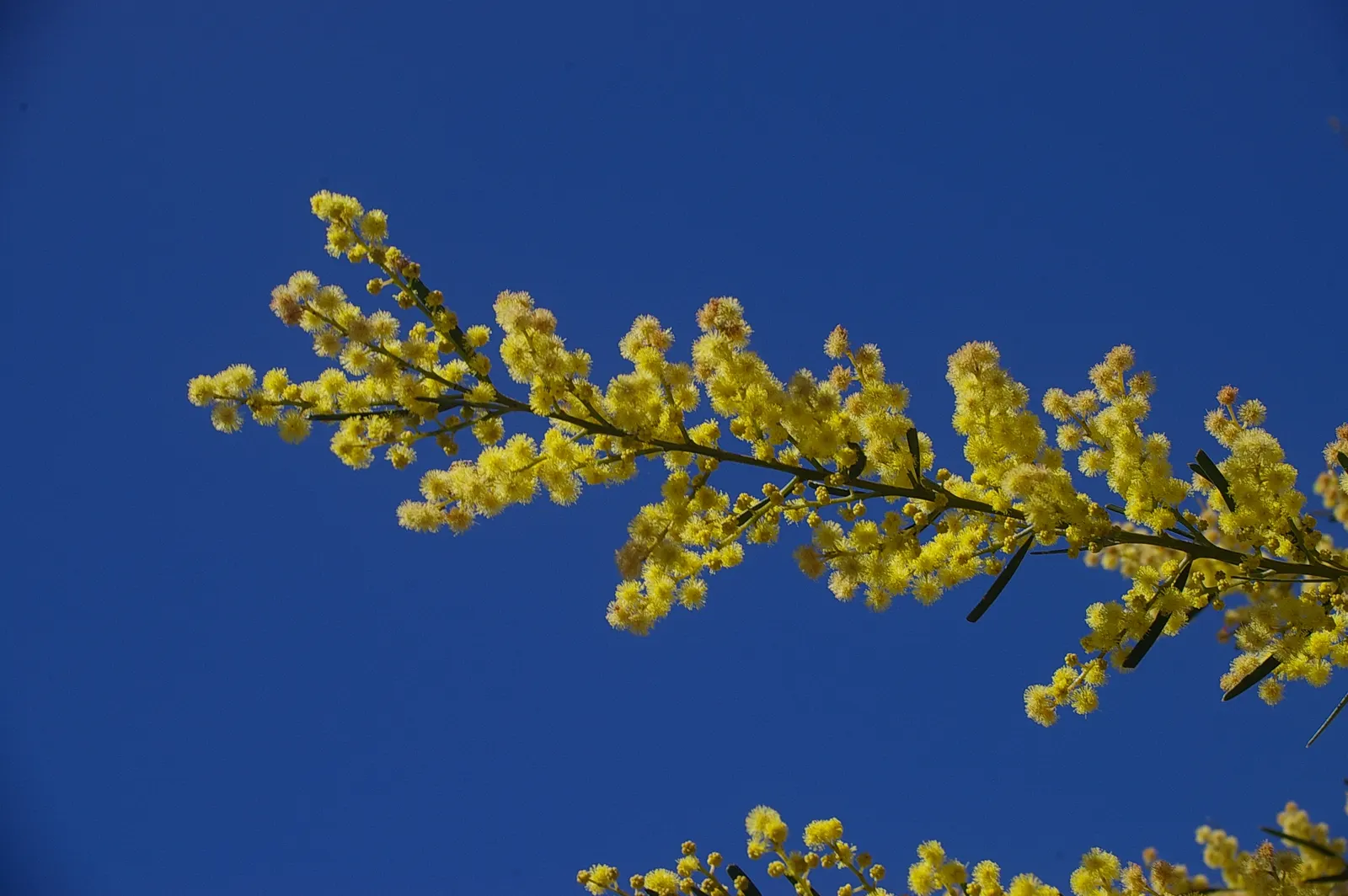 Fringed Wattle (Acacia Fimbriata) — This species is particularly drought-resistant once established; is an evergreen shrub known for its vibrant yellow