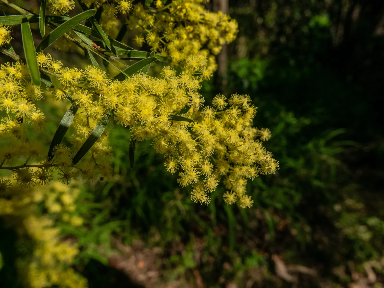 Fringed Wattle (Acacia Fimbriata) — is an evergreen shrub known for its vibrant yellow; drought-tolerant once established, it offers low maintenance beauty and
