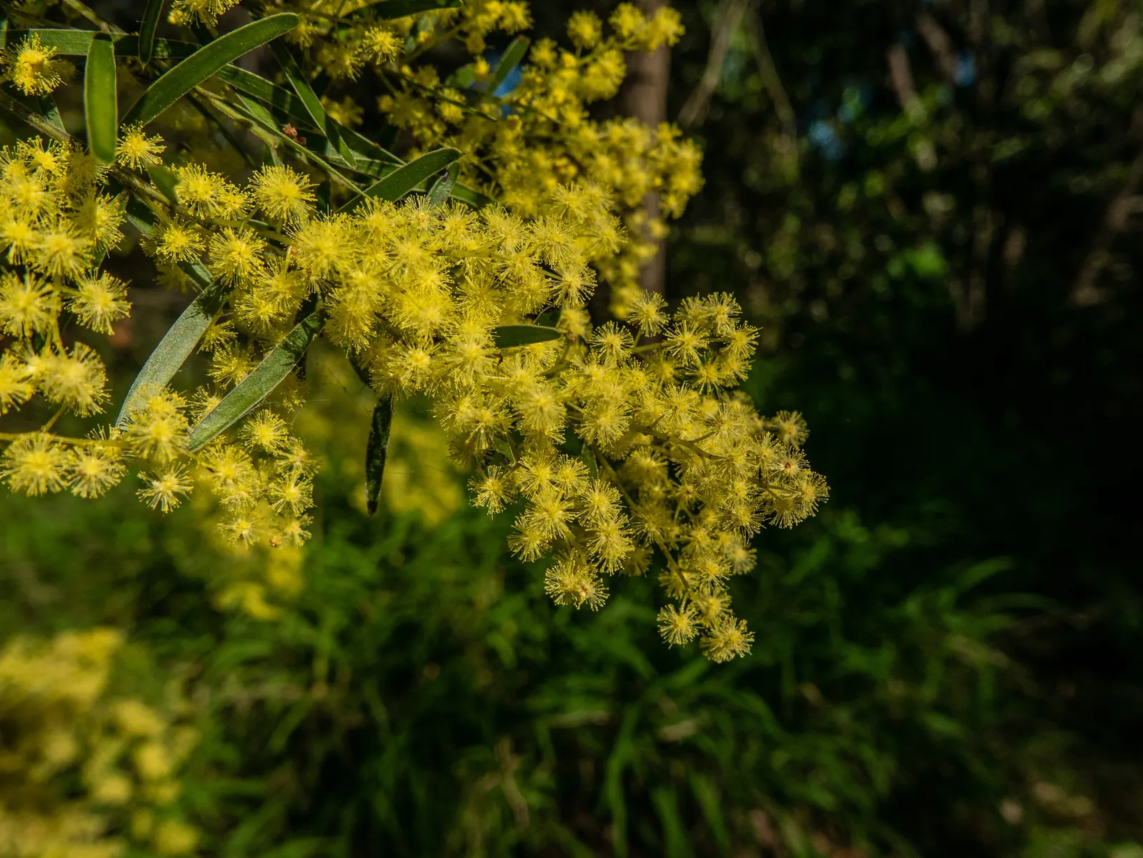 Fringed Wattle (Acacia Fimbriata) — It is well-suited to a variety of soil types, provided they are well-draining