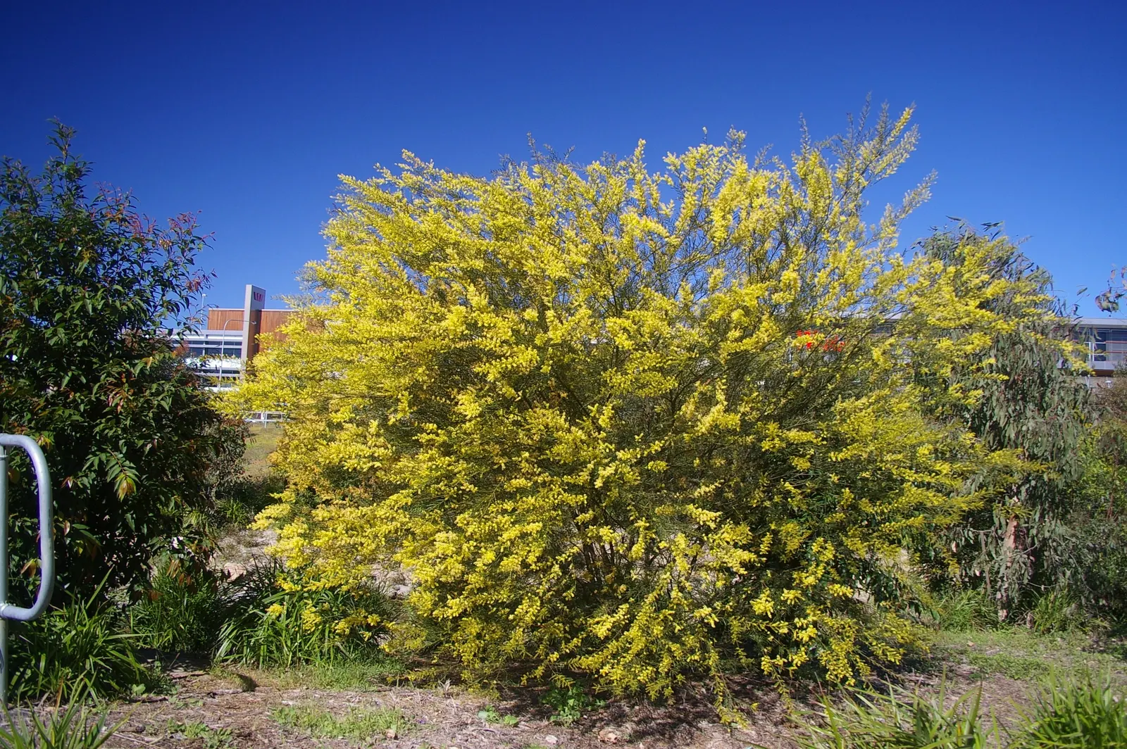 Fringed Wattle (Acacia Fimbriata) — yellow flowers in the garden