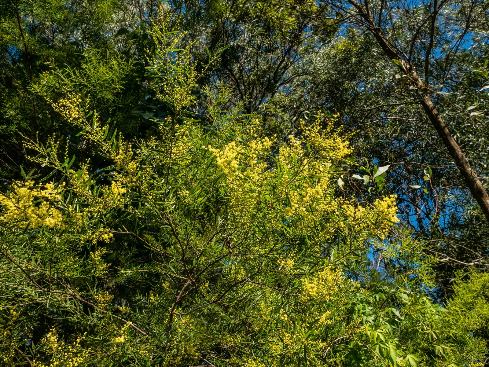 Fringed Wattle (Acacia Fimbriata) — with a spread approximating 6 to 15 feet