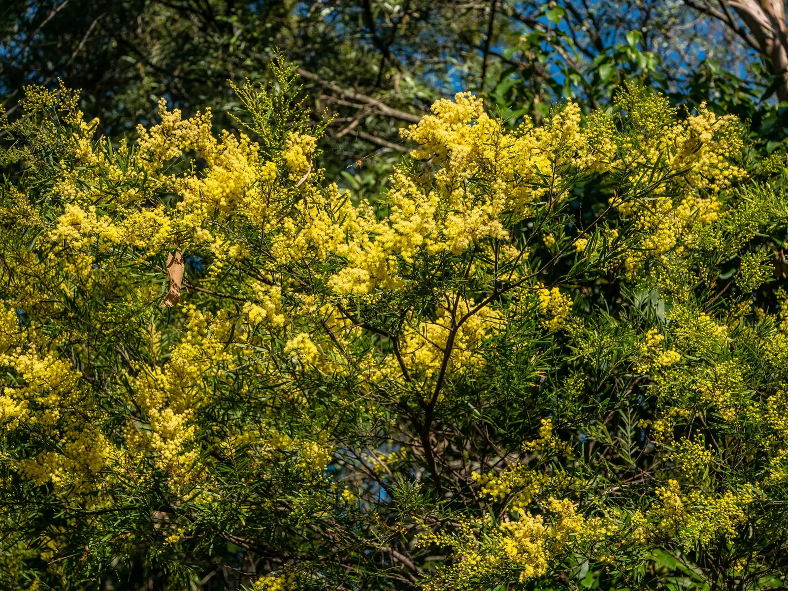 Fringed Wattle (Acacia Fimbriata) — Drought-tolerant once established, it offers low maintenance beauty and habitat support for native fauna; the, image 44