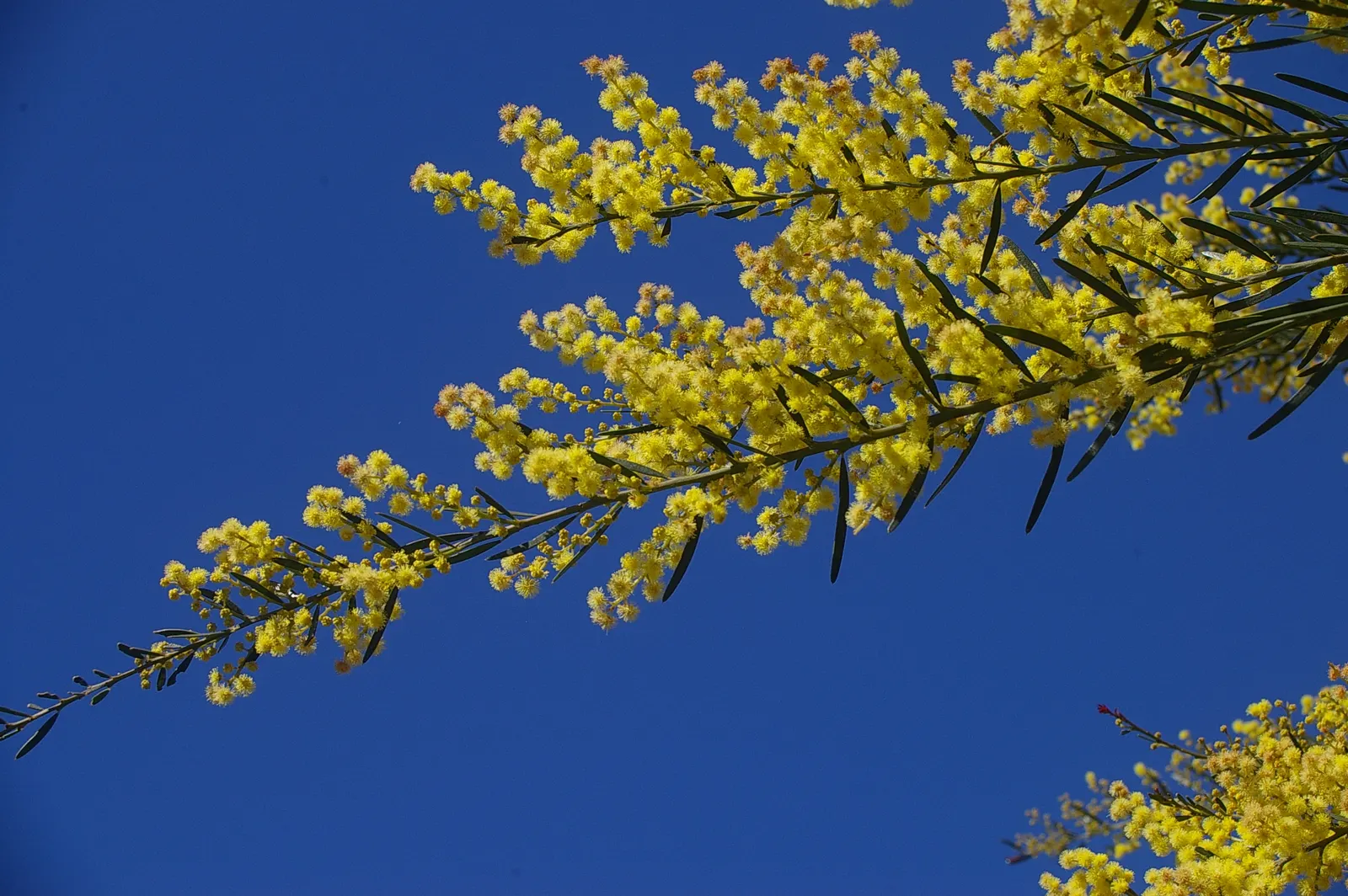 Fringed Wattle (Acacia Fimbriata) — Reaching up to 20-30 feet tall, with a similar spread, it thrives in USDA zones 9-11; it is well-suited to a, image 42