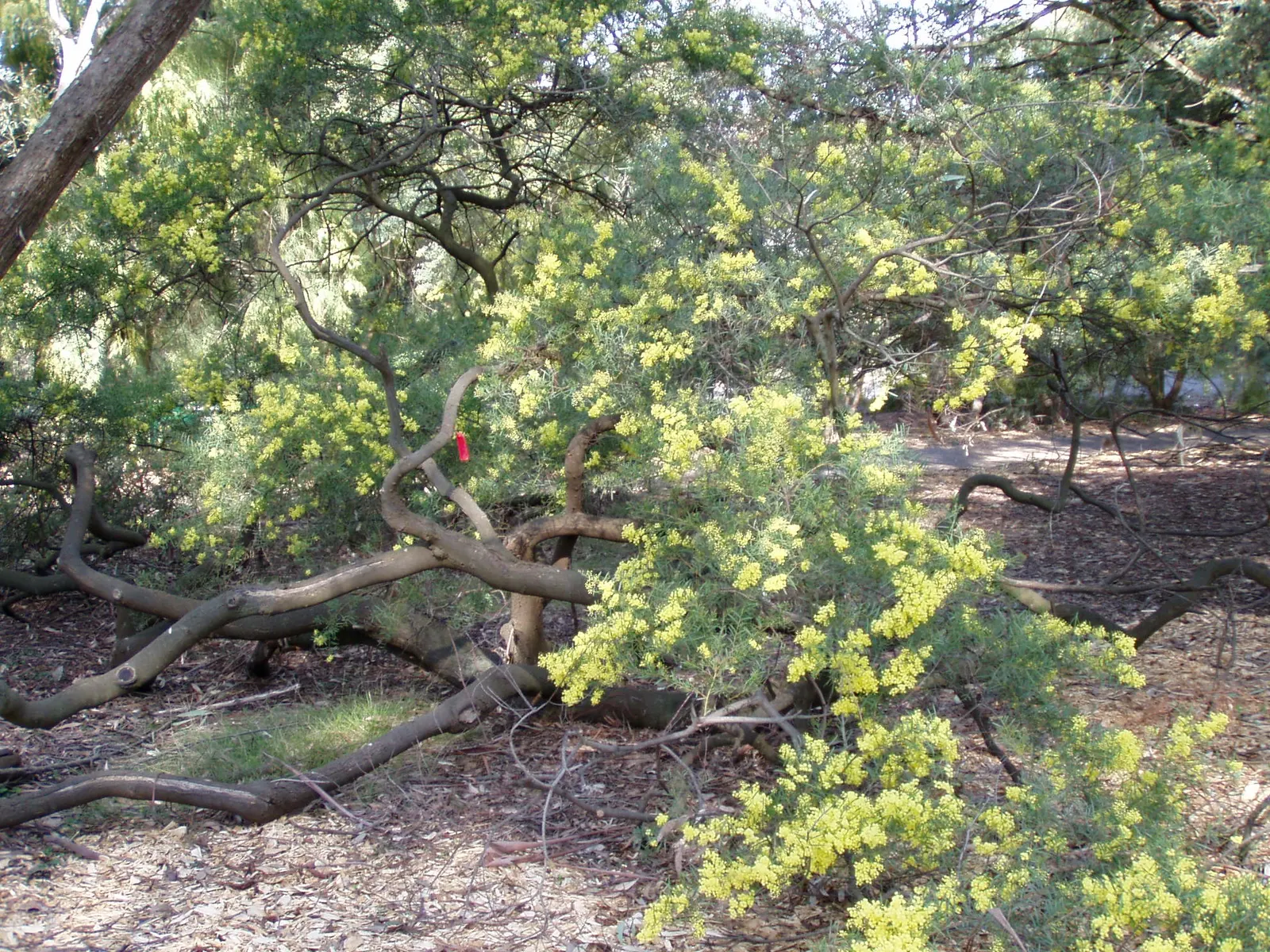 Fringed Wattle (Acacia Fimbriata) — shrub for full or half; the Acacia fimbriata is relatively low-maintenance