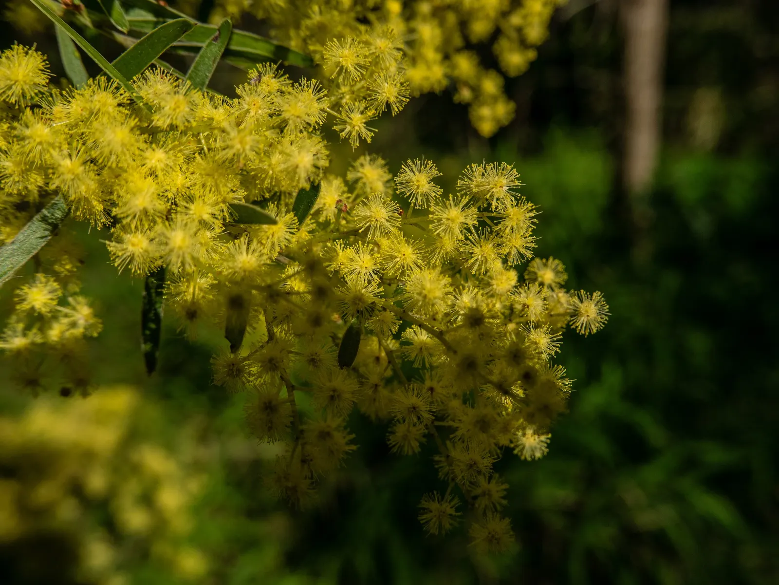 Fringed Wattle (Acacia Fimbriata) — yellow flowers in the garden; ideal for creating screens or feature specimens in xeriscapes, it requires, image 58