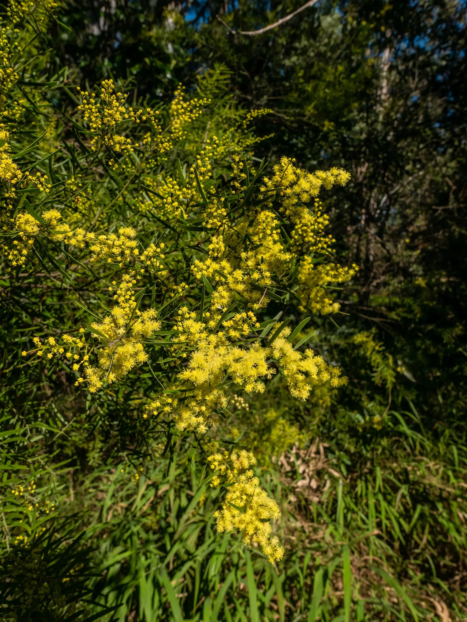 Fringed Wattle (Acacia Fimbriata) — It is well-suited to a variety of soil types, provided they are well-draining; green foliage but also attract a, image 51