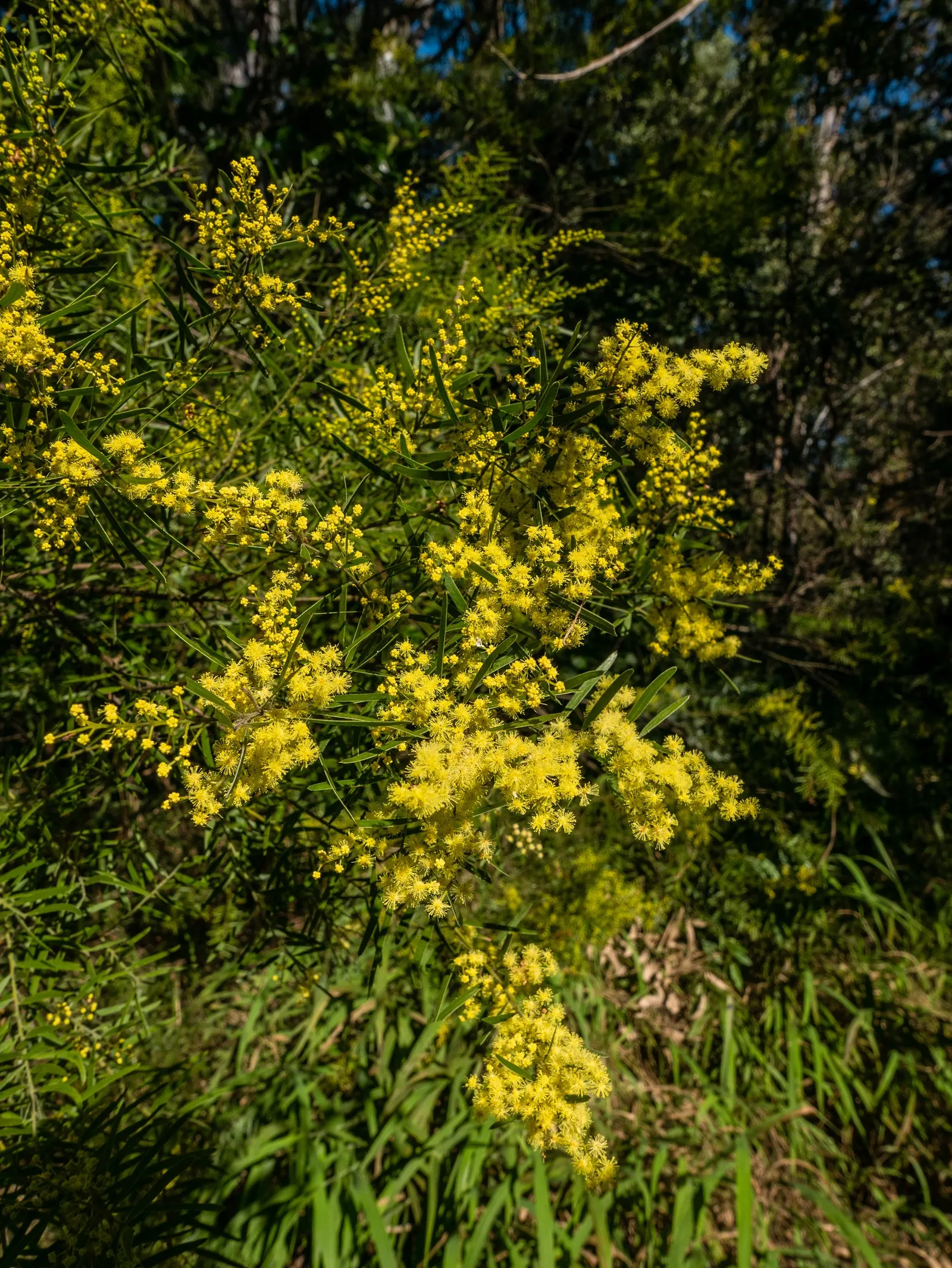 Fringed Wattle (Acacia Fimbriata) — shrub with yellow blooms; the Fringed Wattle thrives under full sun but can tolerate partial shade, image 59