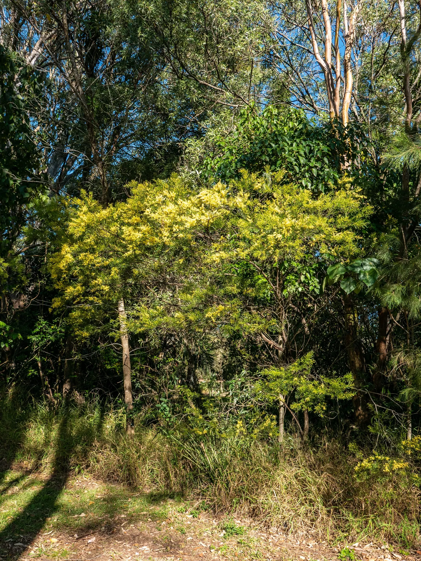 Fringed Wattle (Acacia Fimbriata) — Typically reaching a height of 10 to 20 feet; evergreen shrub native to Australia