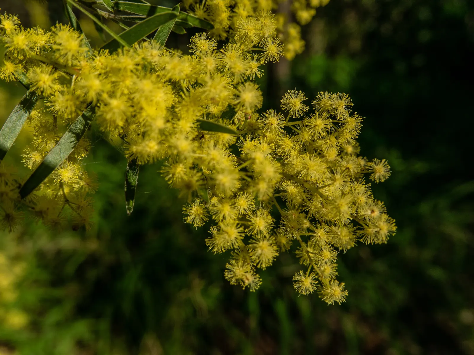 Fringed Wattle (Acacia Fimbriata) — it's advised to lightly prune the Fringed Wattle after flowering to maintain shape and encourage new growth