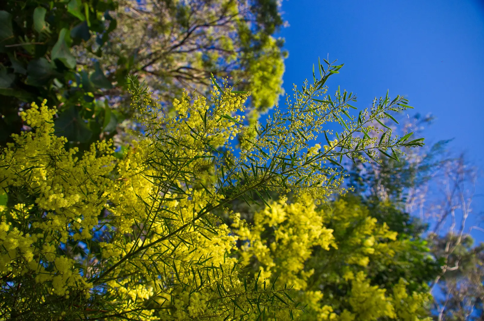 Fringed Wattle (Acacia Fimbriata) — the Fringed Wattle thrives under full sun but can tolerate partial shade; typically reaching a height of 10 to, image 50
