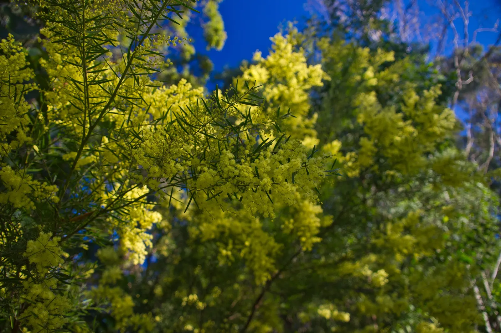 Fringed Wattle (Acacia Fimbriata) — These not only create a stunning contrast against the fine; with a spread approximating 6 to 15 feet