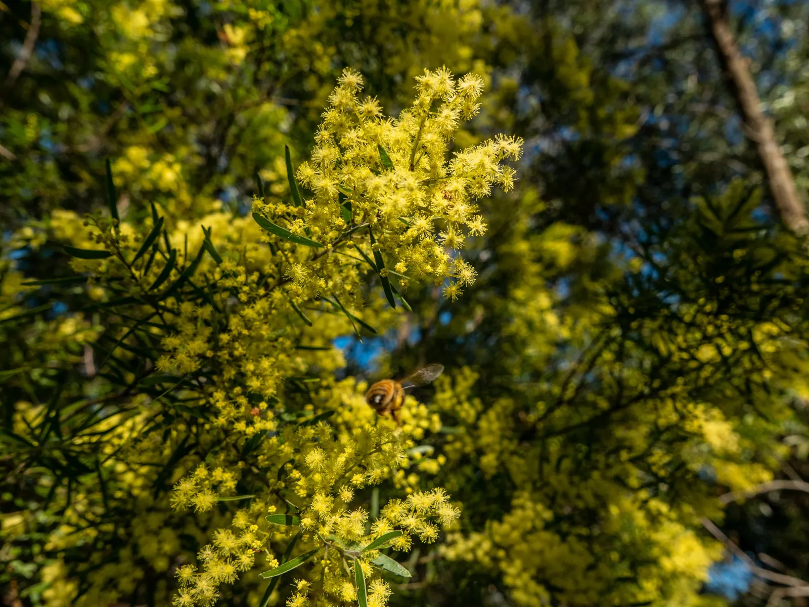 Fringed Wattle (Acacia Fimbriata) — These not only create a stunning contrast against the fine
