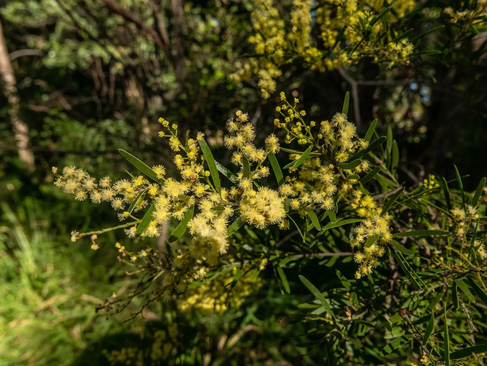Fringed Wattle (Acacia Fimbriata) — it's advised to lightly prune the Fringed Wattle after flowering to maintain shape and encourage new growth; this plant