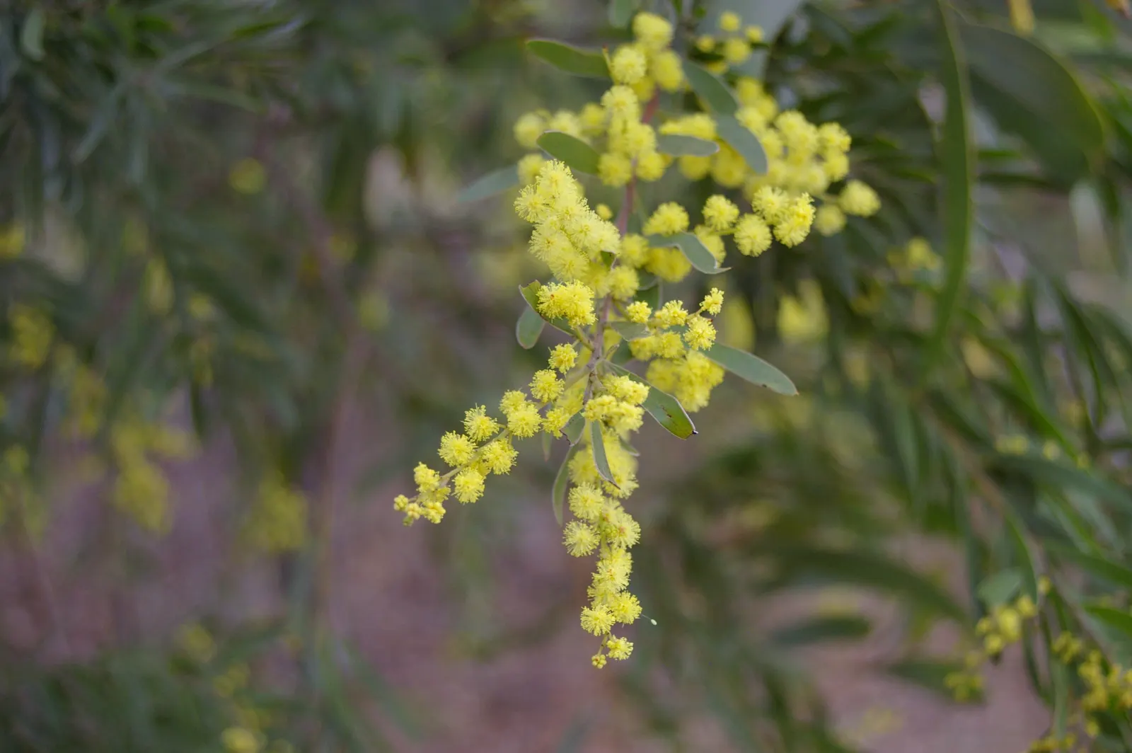 Fringed Wattle (Acacia Fimbriata) — green foliage but also attract a plethora of pollinators; adding a dynamic aspect to the garden, image 54
