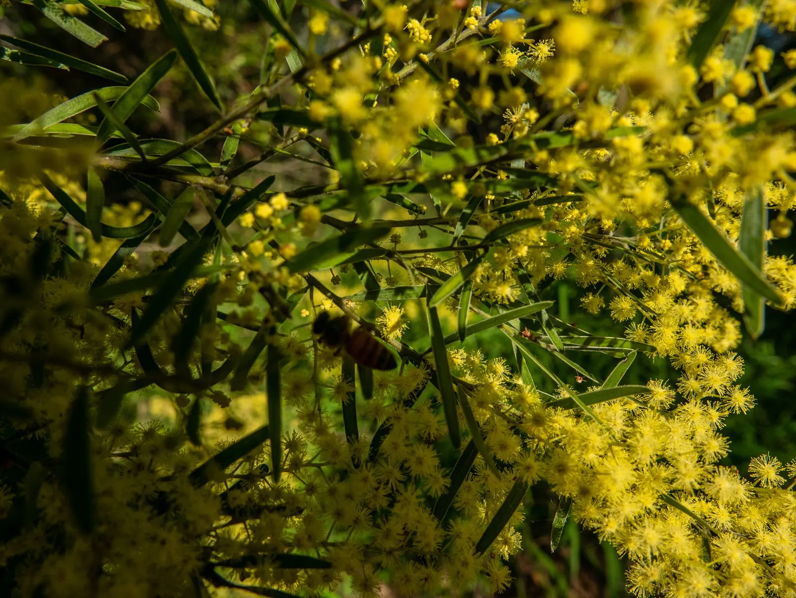 Fringed Wattle (Acacia Fimbriata) — yellow flowers in the garden; ideal for creating screens or feature specimens in xeriscapes, it requires well-draining soil