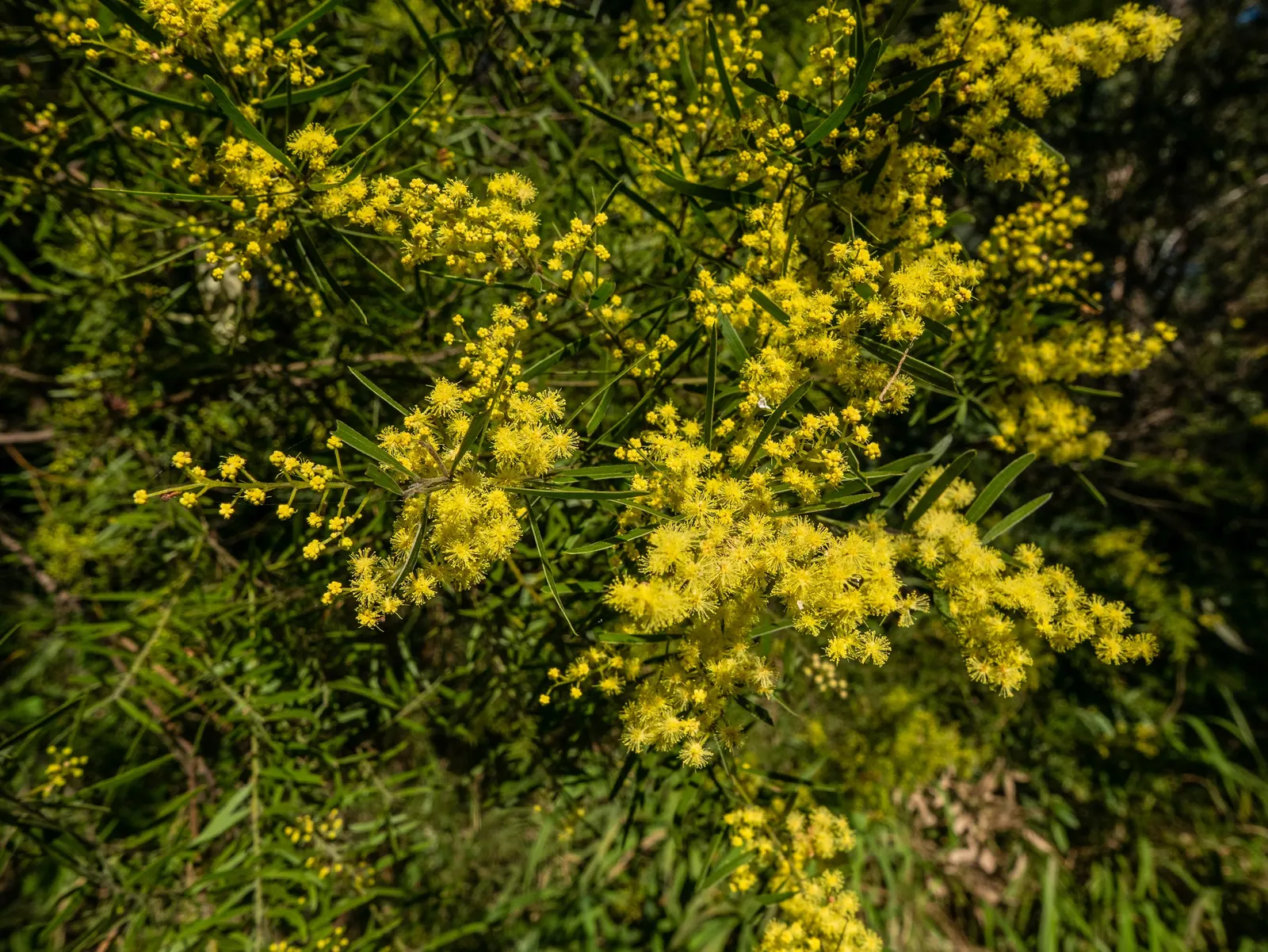 Fringed Wattle (Acacia Fimbriata) — with a spread approximating 6 to 15 feet; these not only create a stunning contrast against the fine, image 48