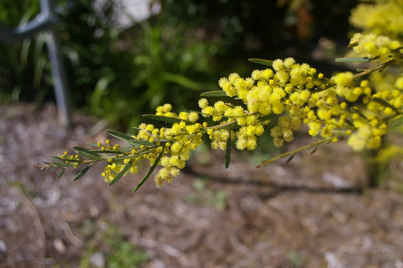 Fringed Wattle (Acacia Fimbriata) — This species is particularly drought-resistant once established; is an evergreen shrub known for its vibrant, image 52