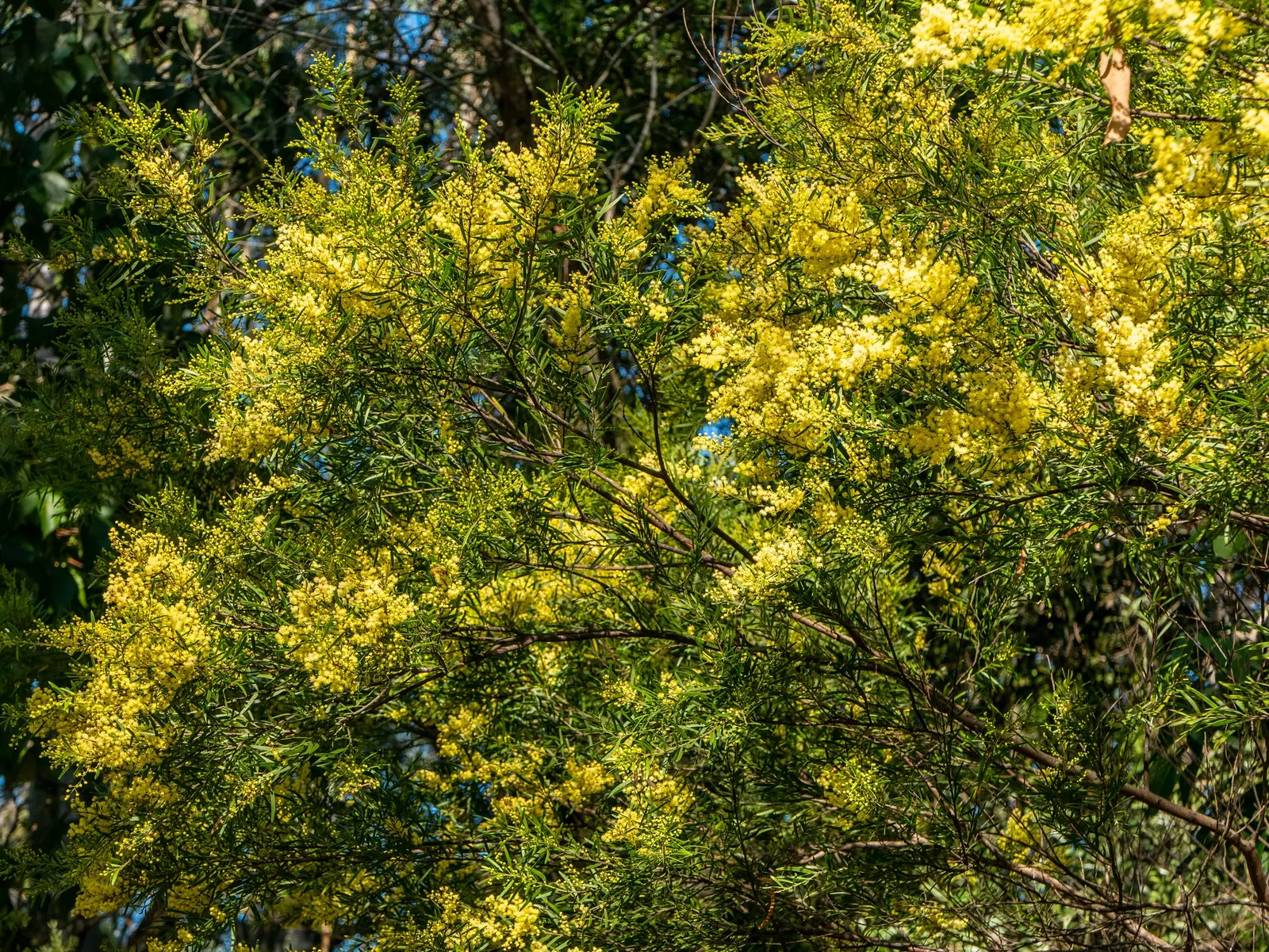 Fringed Wattle (Acacia Fimbriata) — Ideal for creating screens or feature specimens in xeriscapes, it requires well-draining soil and full sun