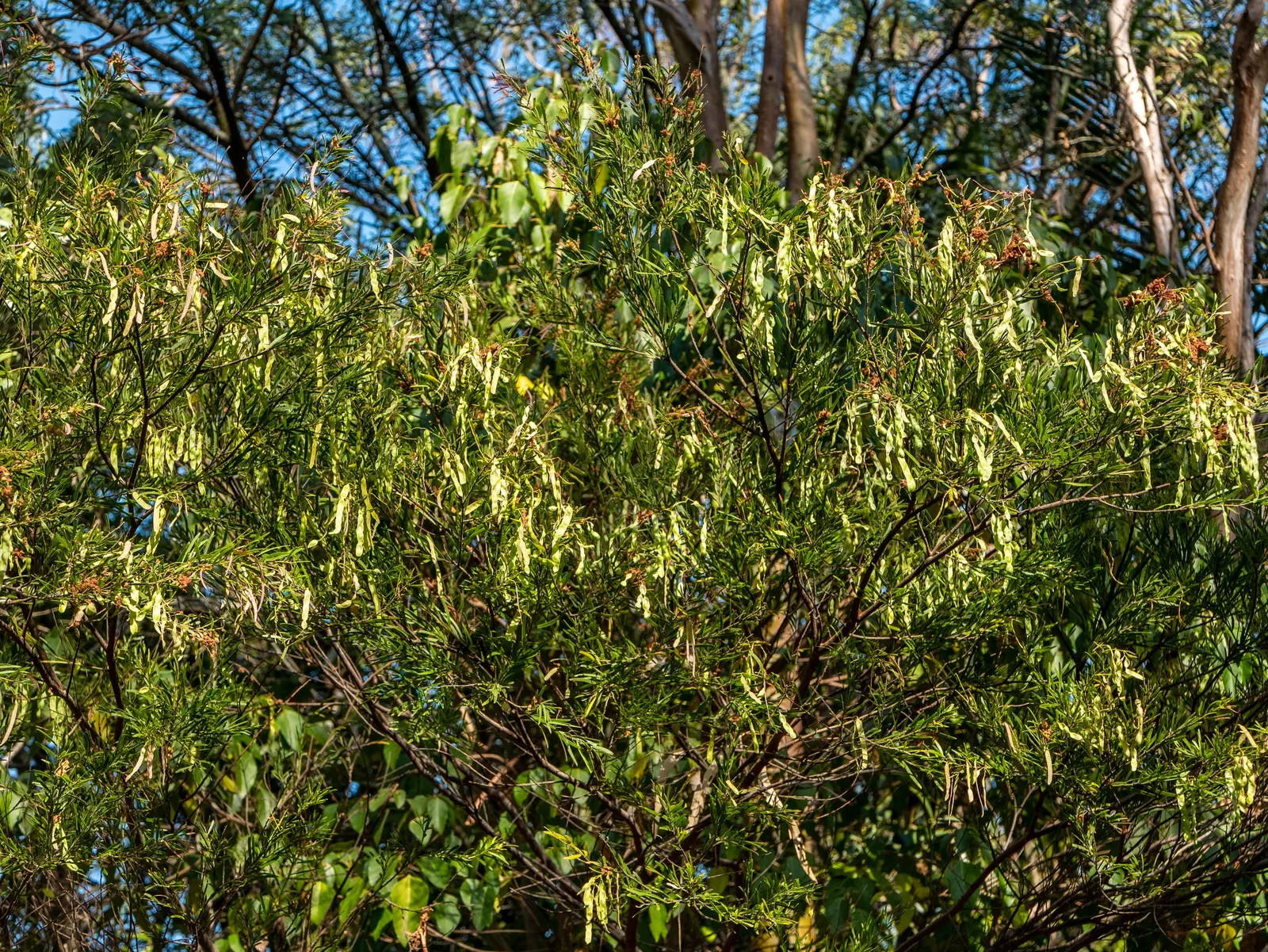 Fringed Wattle (Acacia Fimbriata) — it's advised to lightly prune the Fringed Wattle after flowering to maintain shape and encourage new growth, image 56