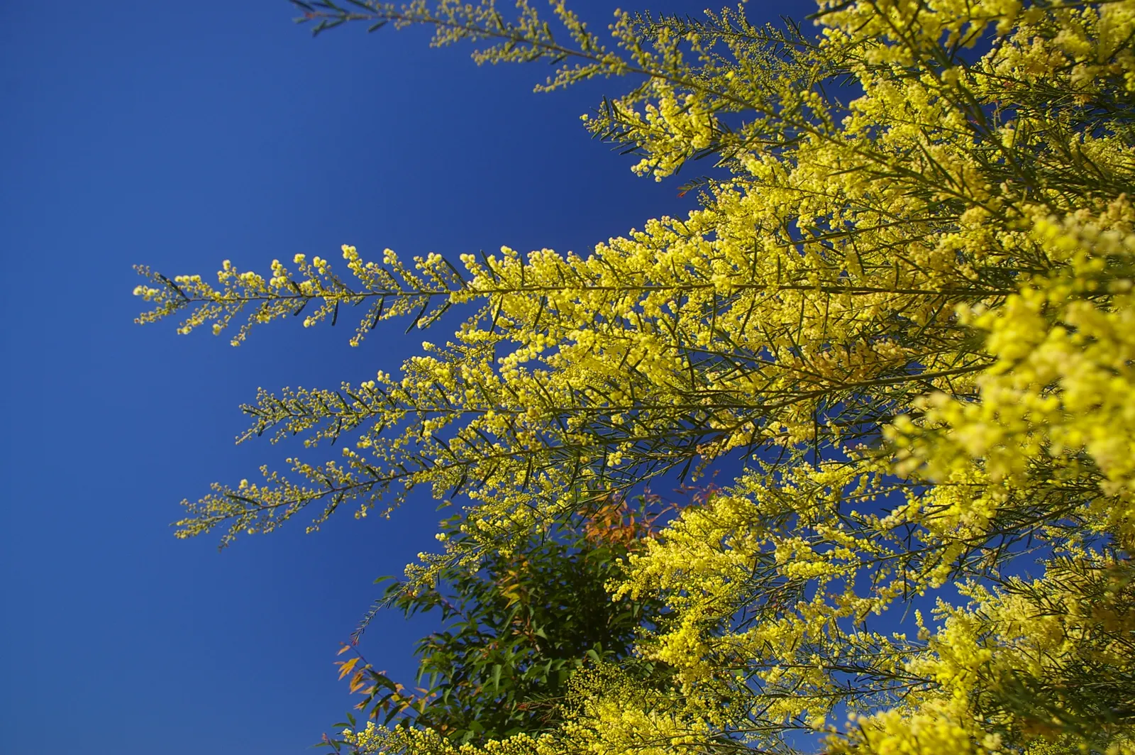 Fringed Wattle (Acacia Fimbriata) — Ideal for creating screens or feature specimens in xeriscapes, it requires well-draining soil and full sun, image 43