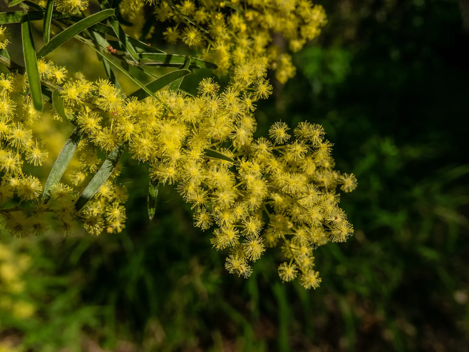 Fringed Wattle (Acacia Fimbriata) — evergreen shrub native to Australia; shrub with yellow blooms