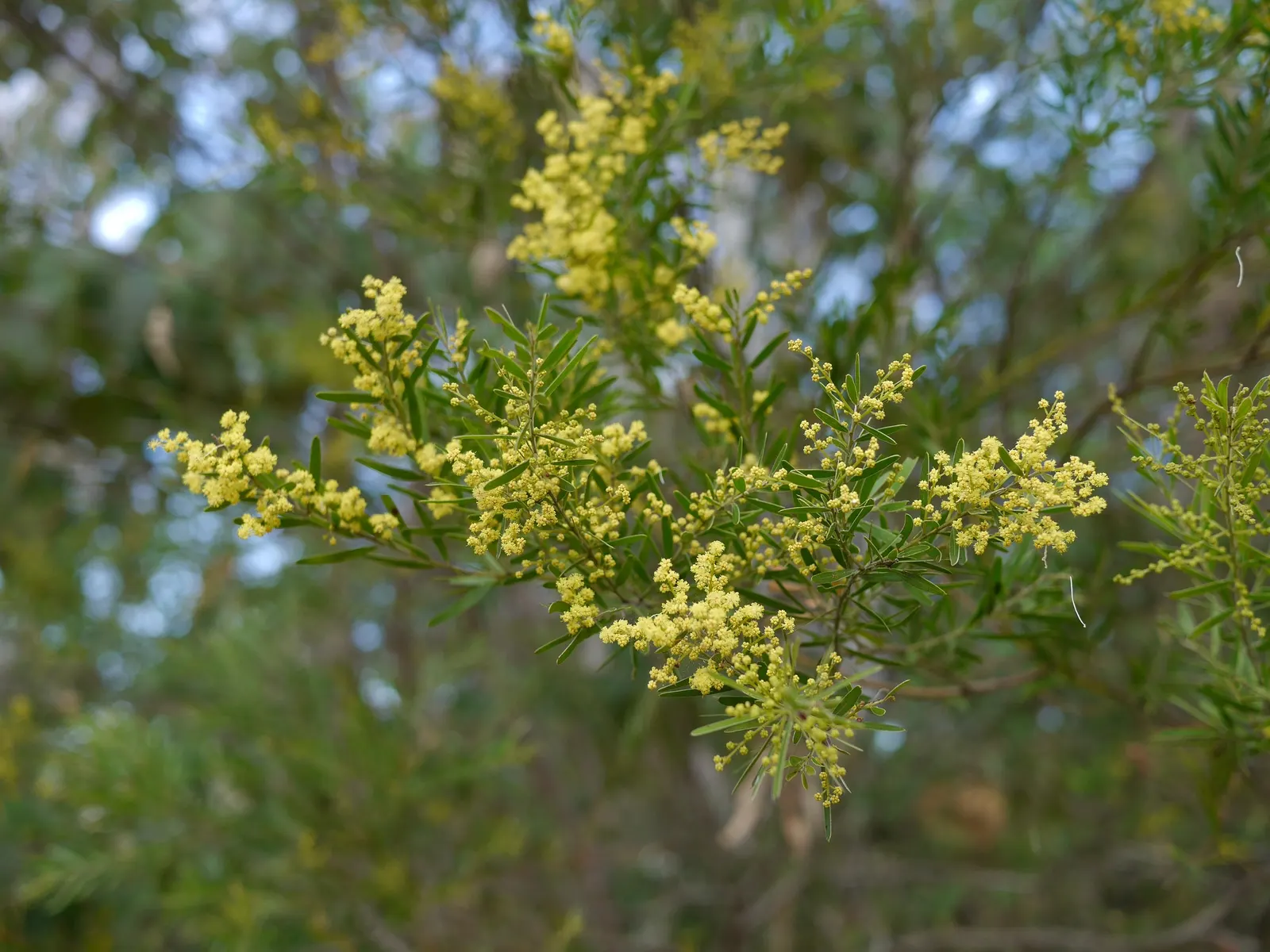 Fringed Wattle (Acacia Fimbriata) — shrub with yellow blooms; the Fringed Wattle thrives under full sun but can tolerate partial shade
