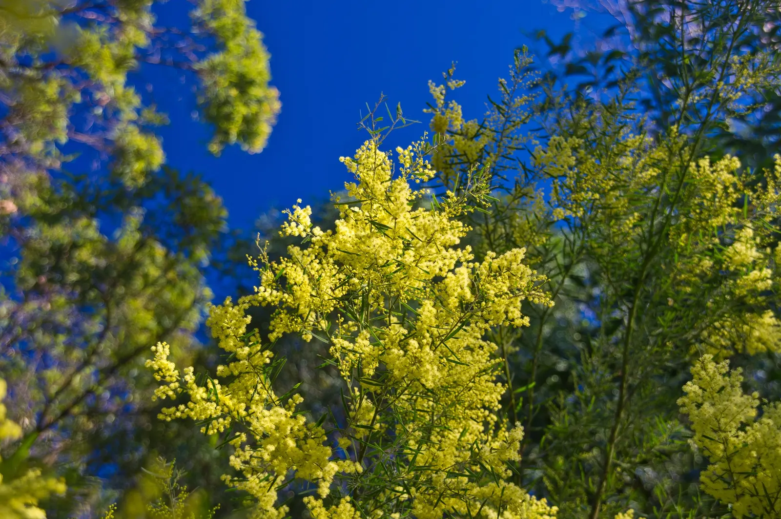 Fringed Wattle (Acacia Fimbriata) — It is well-suited to a variety of soil types, provided they are well-draining; green foliage but also attract a plethora of
