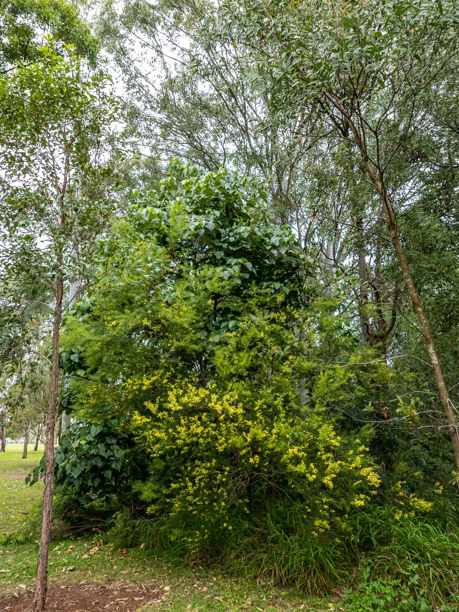 Fringed Wattle (Acacia Fimbriata) — The Fringed Wattle (Acacia fimbriata) is a captivating