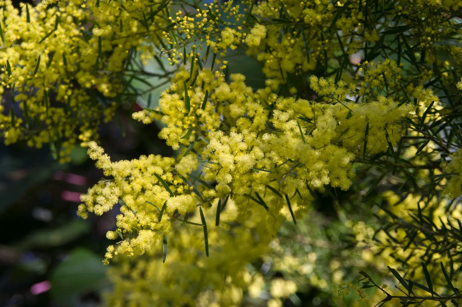 Fringed Wattle (Acacia Fimbriata) — this plant presents an impressive