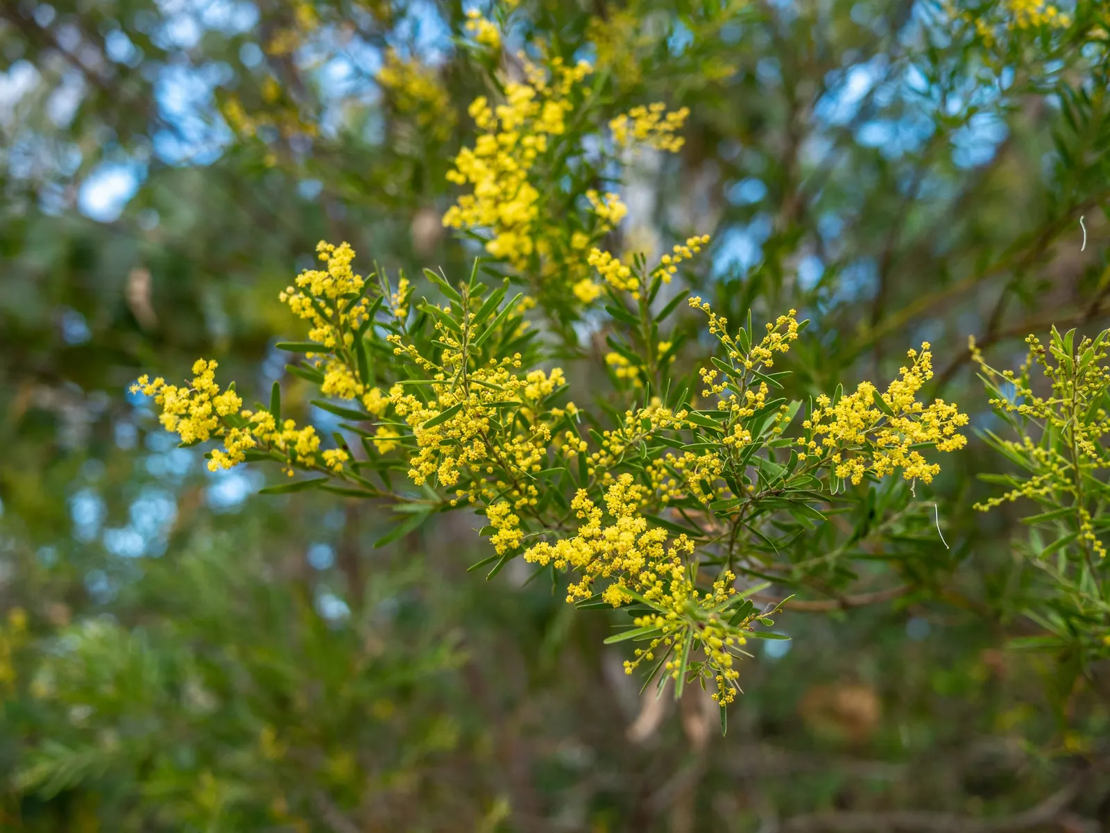 Fringed Wattle (Acacia Fimbriata) — Reaching up to 20-30 feet tall, with a similar spread, it thrives in USDA zones 9-11
