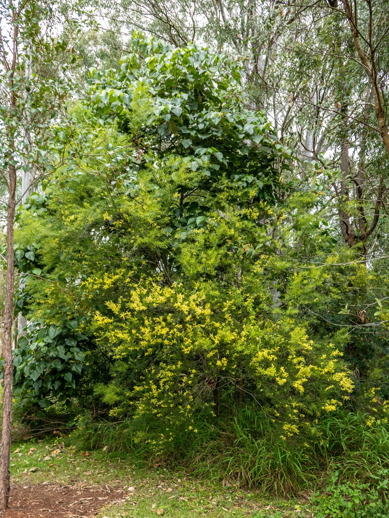 Fringed Wattle (Acacia Fimbriata) — Drought-tolerant once established, it offers low maintenance beauty and habitat support for native fauna; the Fringed