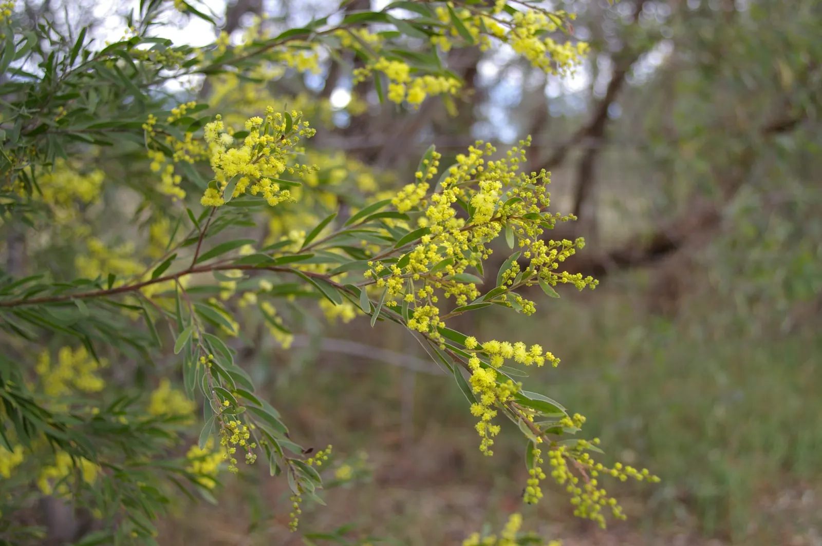 Fringed Wattle (Acacia Fimbriata) — Typically reaching a height of 10 to 20 feet