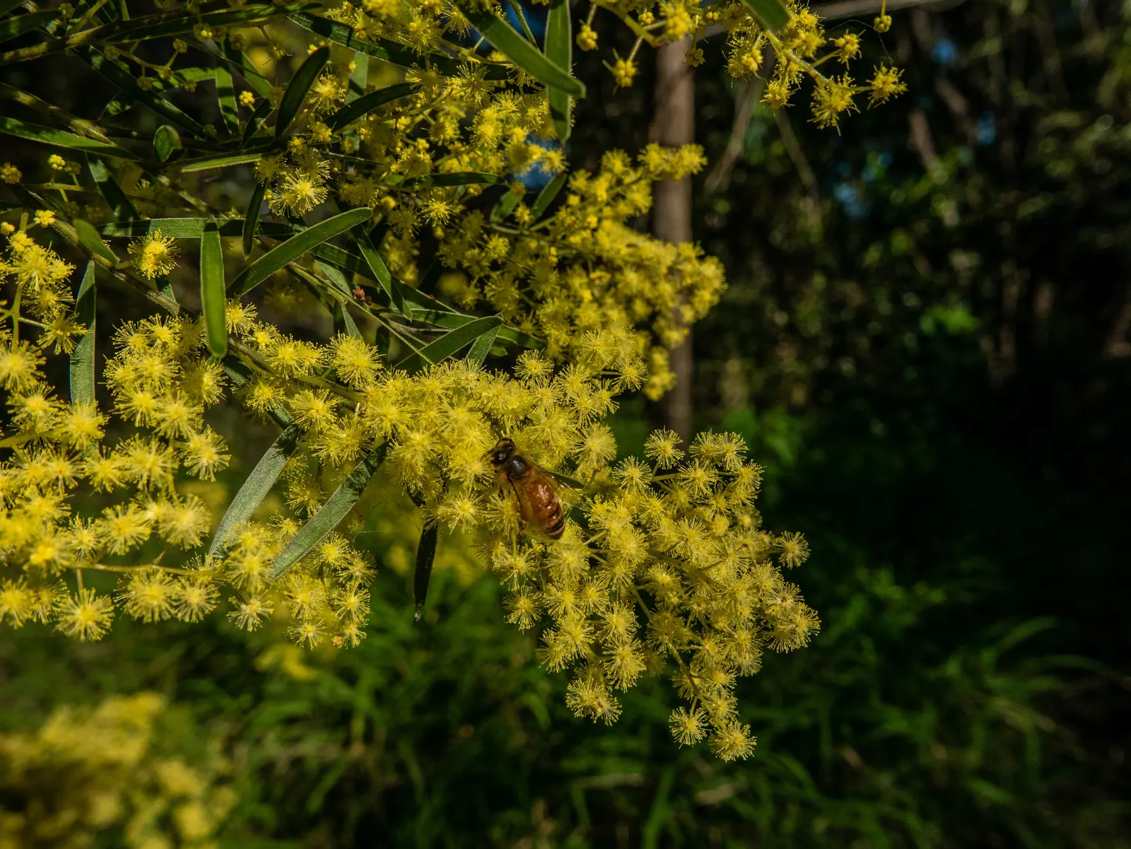 Fringed Wattle (Acacia Fimbriata) — green foliage but also attract a plethora of pollinators