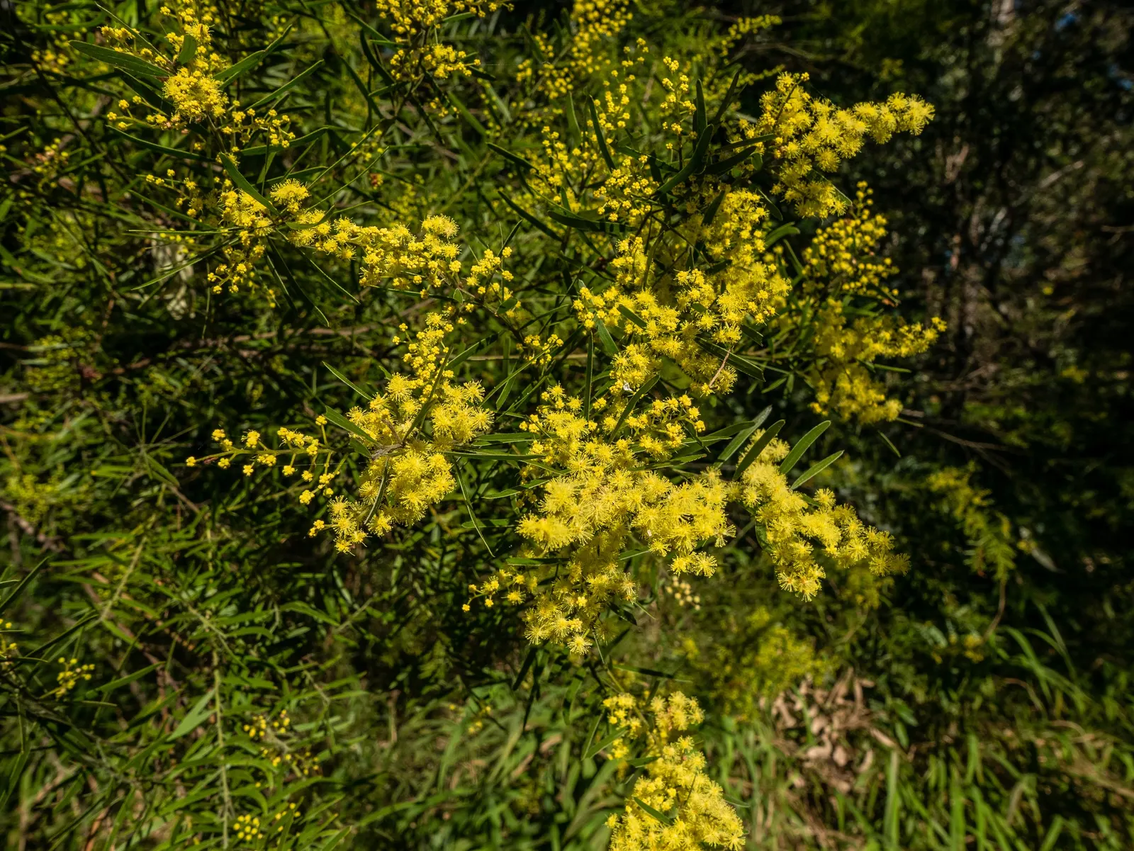 Fringed Wattle (Acacia Fimbriata) — with a spread approximating 6 to 15 feet; these not only create a stunning contrast against the fine