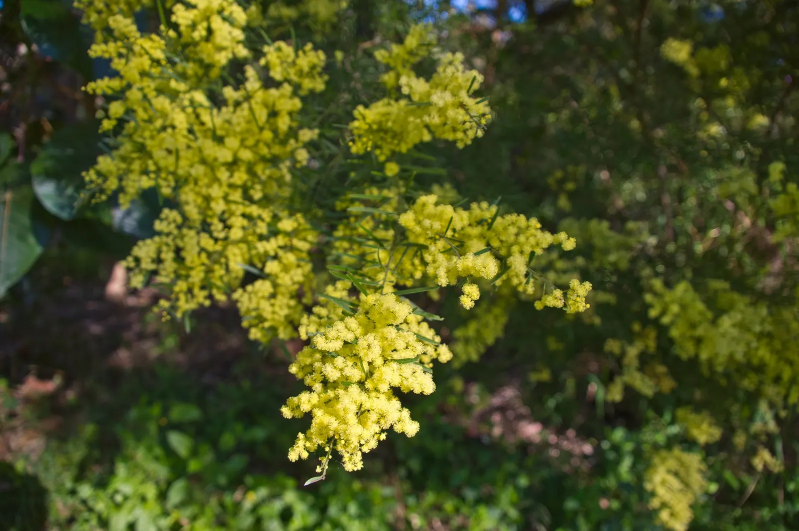 Fringed Wattle (Acacia Fimbriata) — The Fringed Wattle (Acacia fimbriata) is a captivating; this species is particularly drought-resistant once, image 45
