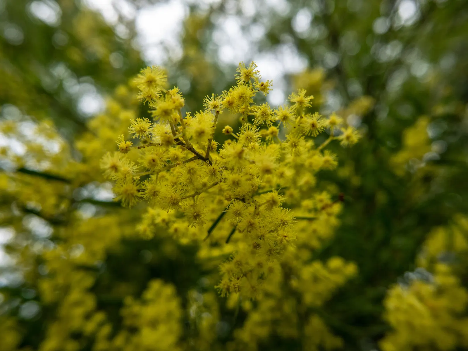 Fringed Wattle (Acacia Fimbriata) — These not only create a stunning contrast against the fine; with a spread approximating 6 to 15 feet, image 53