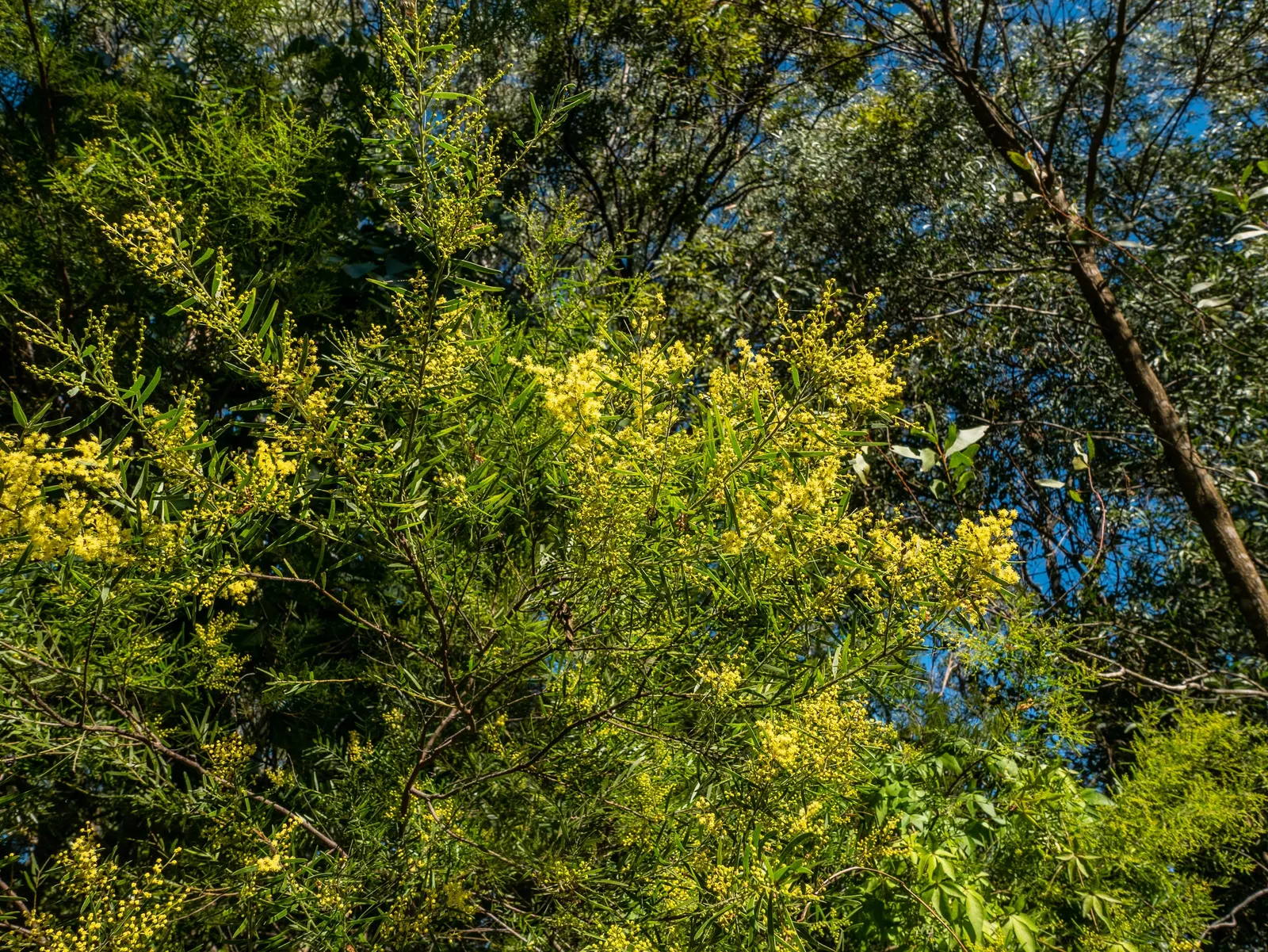 Fringed Wattle (Acacia Fimbriata) — this plant presents an impressive; shrub for full or half