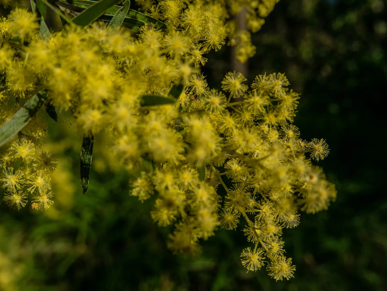 Fringed Wattle (Acacia Fimbriata) — Reaching up to 20-30 feet tall, with a similar spread, it thrives in USDA zones 9-11; it is well-suited to a variety of