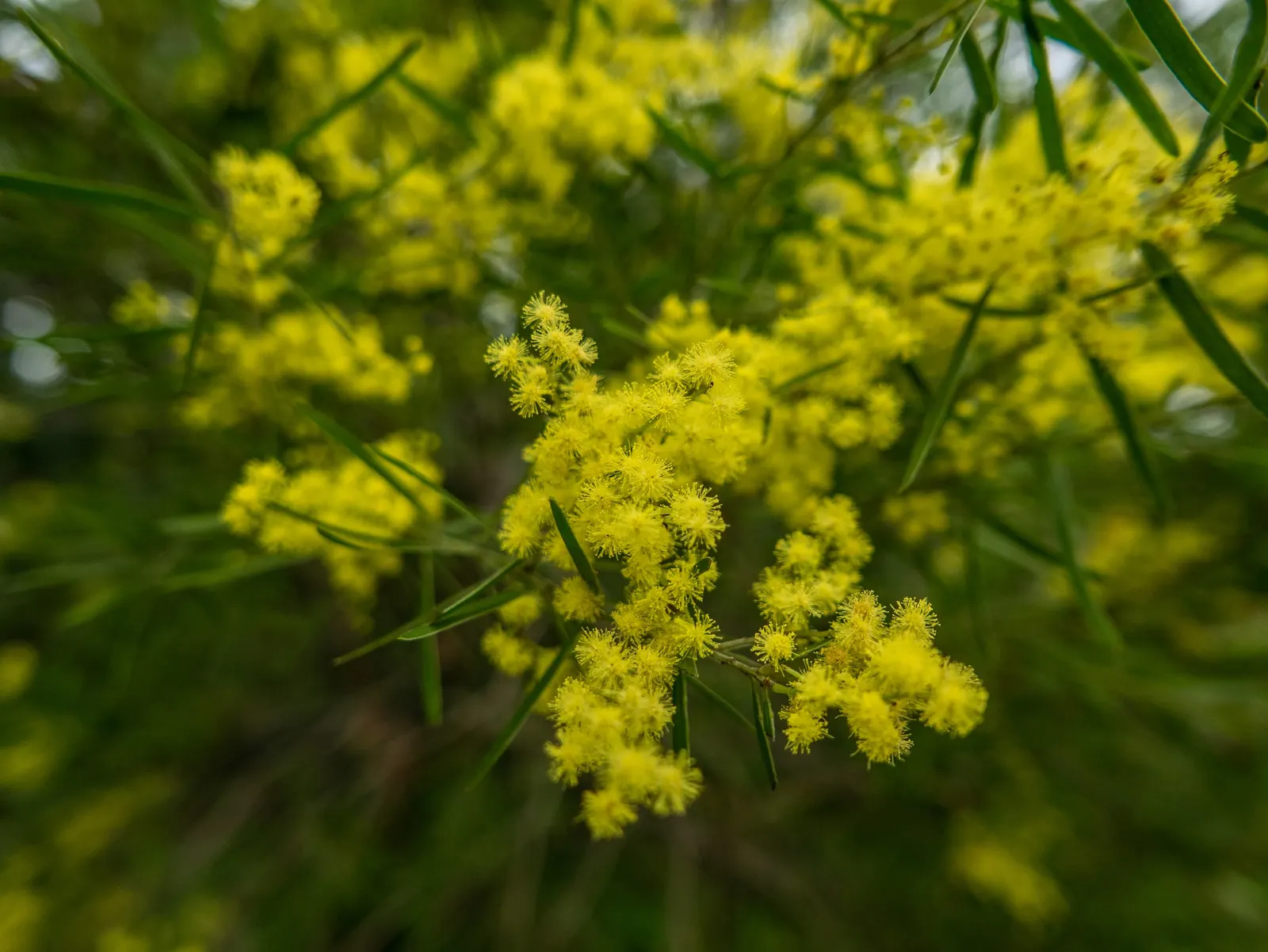 Fringed Wattle (Acacia Fimbriata) — Ideal for creating screens or feature specimens in xeriscapes, it requires well-draining soil and full sun; yellow flowers