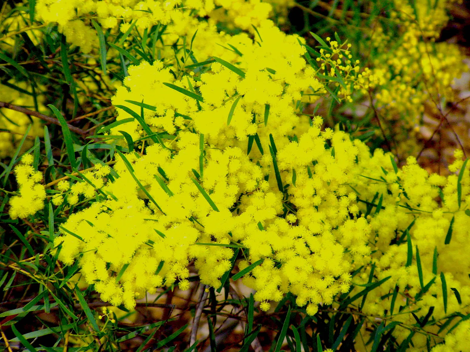 Fringed Wattle (Acacia Fimbriata) — the Fringed Wattle thrives under full sun but can tolerate partial shade; typically reaching a height of 10 to 20 feet